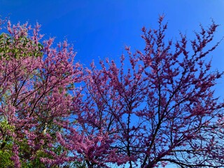 pink trees in spring