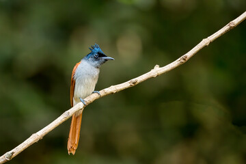 An Asian Paradise-flycatcher or Terpsiphone paradisi (Female) in the reserved forest in Thattekkad, Kerala, India