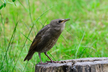 Junge Stare warten auf die Fütterung	