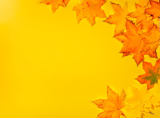 Naklejka na ściany i meble Beautiful fall maple leaves on yellow background. Empty blank for greeting card or invitation. Autumn mockup, fall concept. Top view, copy space.