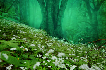 Fairy tale forest landscape with sloped hillside full of sweet woodruff white flowers blooming, mysterious green misty haze, old thick trunk and trees silhouettes on blurred background