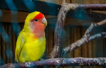 Close-up of a yellow parrot perching on a twig. Tropical birds.