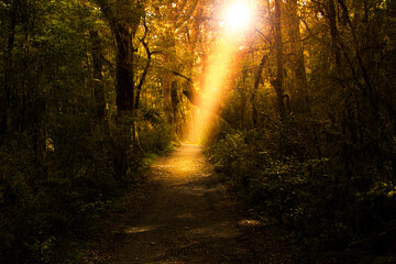 Obraz premium 奇跡の光