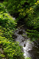 Small river under green grass in Kamakura, Kanagawa, Japan.