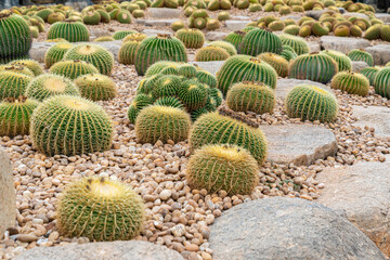 Fototapeta na wymiar Cactus plant