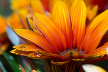 Ros&eacute;e du matin