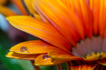 Ros&eacute;e du matin