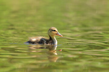Swimming Mallard duckling profile with green reflection - 355888330