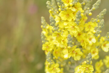 small yellow flowers, copy space