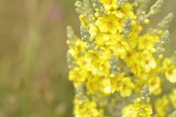 small yellow flowers, copy space