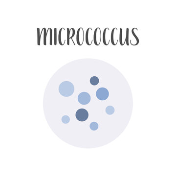 Micrococcus. Bacteria classification. Spherical shapes of bacteria, cocci. Types and different forms of bacterial cells. Morphology. Microbiology. Vector flat illustration