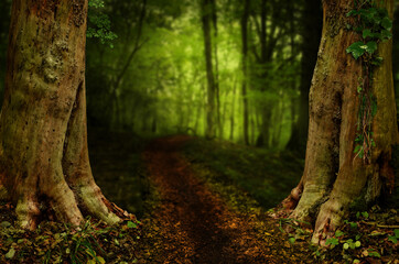 Fairytale forest path between old trees. Blurry background. Mysterious enchanted woods. Path, Roots, Road  in forest