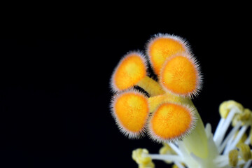 Macro detail of hibiscus flower pollen