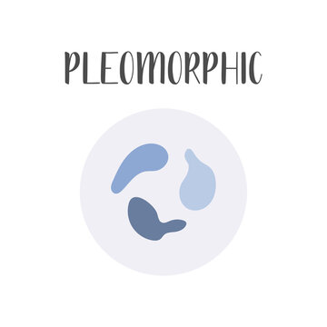 Pleomorphic bacteria. Irregular shapes of bacteria. Types and different forms of bacterial cells, classification. Morphology. Microbiology. Vector flat illustration