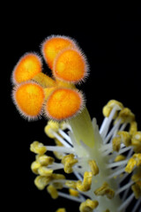 Macro detail of hibiscus flower pollen