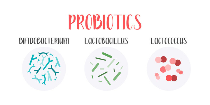 Probiotics. Lactic acid bacteria. Good bacteria and microorganisms for gut and intestinal flora health. Microbiome. Bifidobacterium, lactobacillus,  lactococcus. Vector set