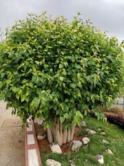 bonsai tree in a garden