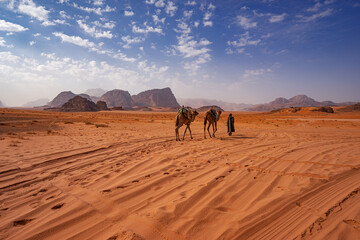 Fototapeta na wymiar Camels in the desert of Jordan, Aqaba, Wadi Rum