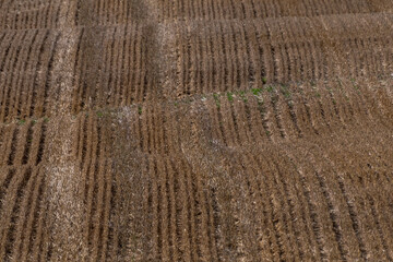 Stubble in autumn fields after harvest in England