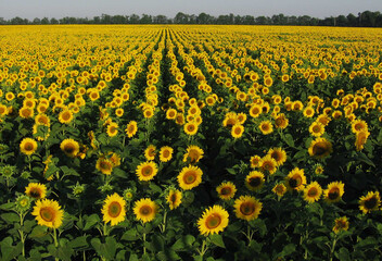 Obraz premium field of yellow sunflowers