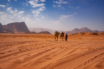 Camels in the desert of Jordan, Aqaba,  Wadi Rum