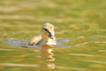 Close up of a mallard duckling swimming - 355889347