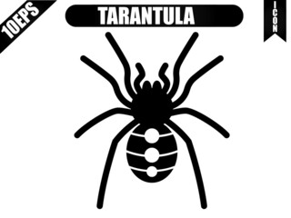 Tarantula icon. Spider icon. Vector of tarantula icon with white background.