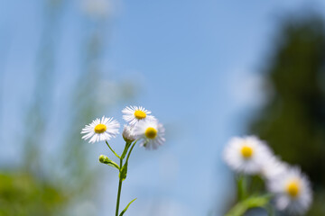  春の野花　ハルジオン