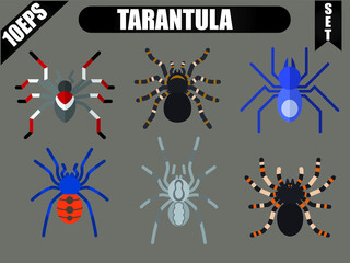 Tarantula set. Spider set. Vector of spider set with grey background.