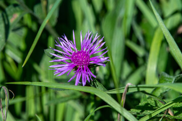 Close up of a thistle in autumn