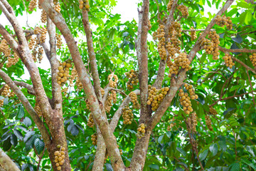 Long kong fruit in Thailand, Long kong tree in organic farm