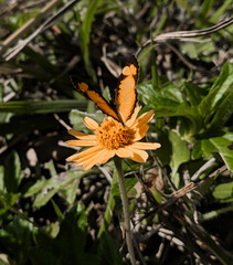 monarch butterfly on a flower, Uma simplicidade linda 