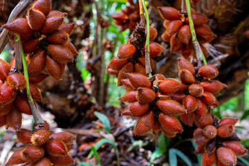 Salacca zalacca fruit, organic salak palm tree in thailand