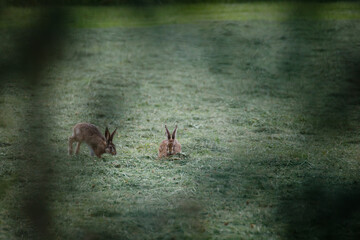 two wild rabbits on a meadow