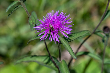 Close up of a thistle in autumn