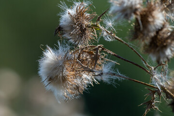 Close up of thistle seeds in the autumn sunshine
