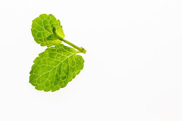 Swieza mieta. Zdjecie ziol z miejscem na tekst.  Listki miety na bialym tle. Wyizolowane z tla. Swieze ziola. Rosliny z domowej uprawy. © ff25