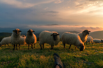 a scene of a a flock of sheep at sunset in Urkiola Natural Park