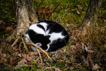 Cat sleeps under a tree in a forest curled up in a ball. Autumn.