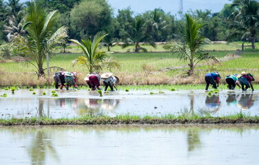 The farmer is planting rice