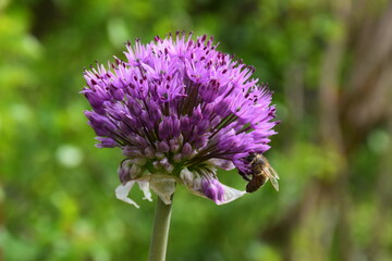 Bee on a garlic flower in summer