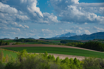 Obraz premium 新緑の美瑛の丘と素敵な雲