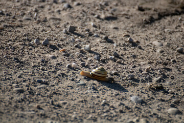 A snail is crossing a street full of stones and dirt