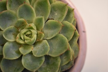Obraz premium echeveria succulent in a pot