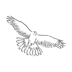 Black and white illustration. Sketch of bird for tattoo art. Detailed hand drawn eagle for tattoo on back. Falcon bird, vector sketch