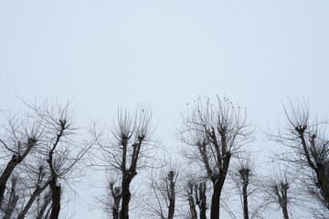 Grim winter scene. Old poplars with cut crowns and covered with small twigs and a bit of snow. Gloomy mutilated trees with cropped tops against a gray-blue sky. Bottom view. Copy space