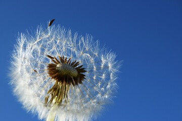 white dandelion on a background of blue sky close-up