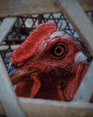 portrait of a rooster