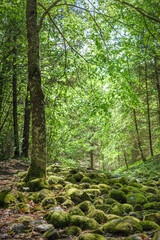moss covered stone path in the forest