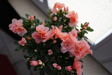 bouquet of flowers